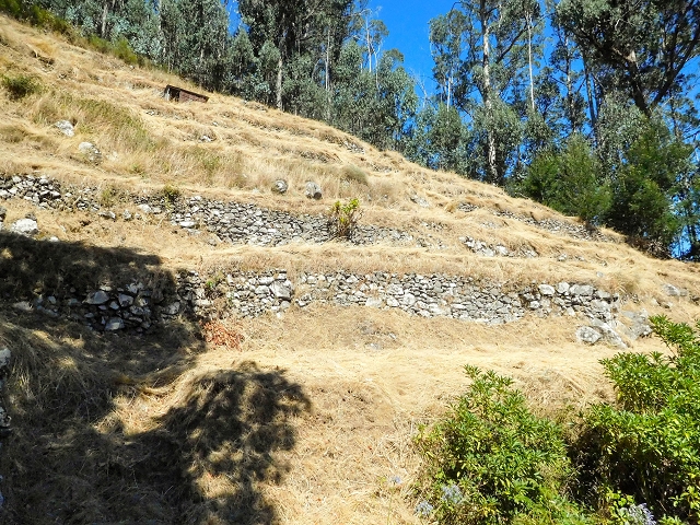 19 August 2017 On the trail of the Levada do Pico do Arvoredo in and around Camacha — On the first intact section of the Levada do Pico do Arvoredo towards the Madre — photo 18