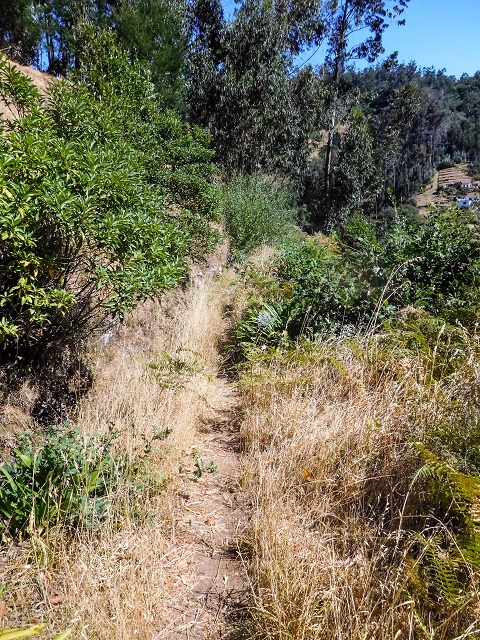 19 August 2017 On the trail of the Levada do Pico do Arvoredo in and around Camacha — On the first intact section of the Levada do Pico do Arvoredo towards the Madre — photo 19
