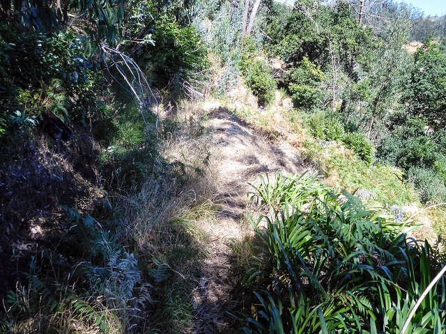 19 August 2017 On the trail of the Levada do Pico do Arvoredo in and around Camacha — On the first intact section of the Levada do Pico do Arvoredo towards the Madre — photo 20