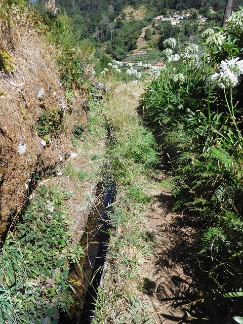 19 August 2017 On the trail of the Levada do Pico do Arvoredo in and around Camacha — On the first intact section of the Levada do Pico do Arvoredo towards the Madre — photo 21