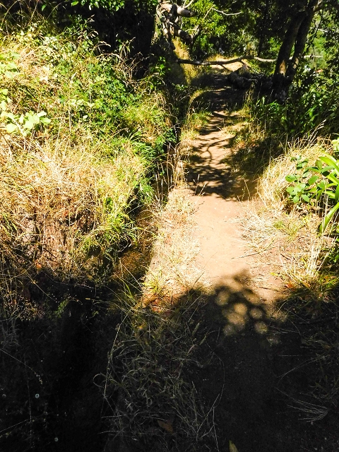 19 August 2017 On the trail of the Levada do Pico do Arvoredo in and around Camacha — On the first intact section of the Levada do Pico do Arvoredo towards the Madre — photo 24