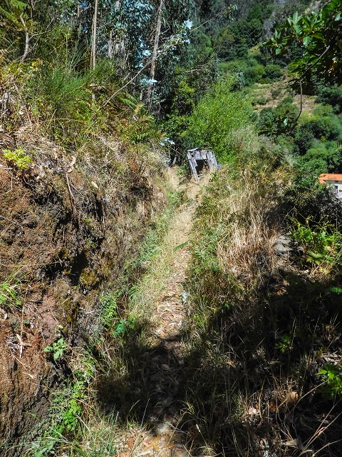 19 August 2017 On the trail of the Levada do Pico do Arvoredo in and around Camacha — On the first intact section of the Levada do Pico do Arvoredo towards the Madre — photo 25