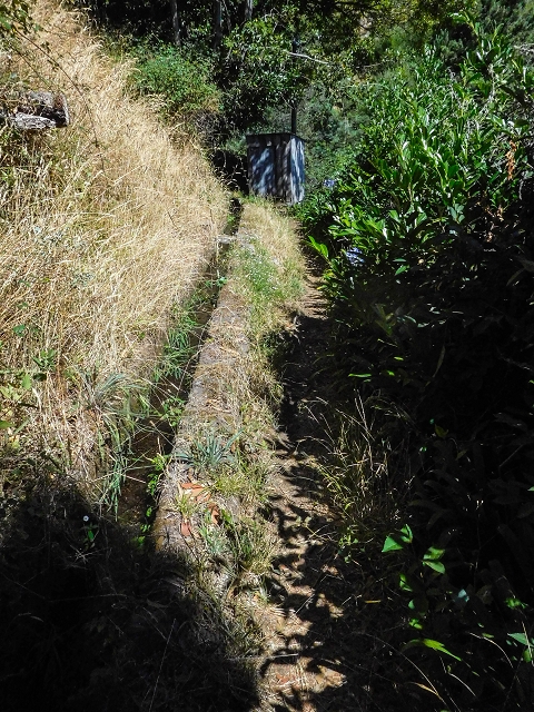 19 August 2017 On the trail of the Levada do Pico do Arvoredo in and around Camacha — On the first intact section of the Levada do Pico do Arvoredo towards the Madre — photo 26