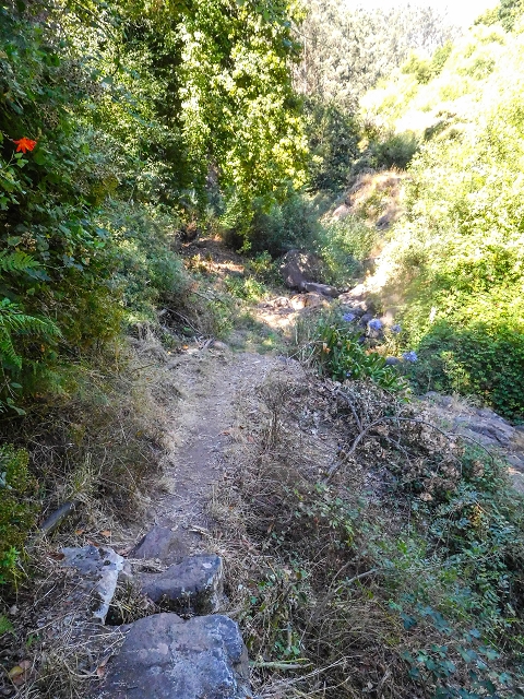 19 August 2017 On the trail of the Levada do Pico do Arvoredo in and around Camacha — Madre area: the path to the Madre — photo 2
