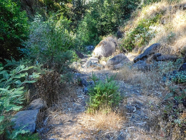 19 August 2017 On the trail of the Levada do Pico do Arvoredo in and around Camacha — Madre area: the path to the Madre — photo 3