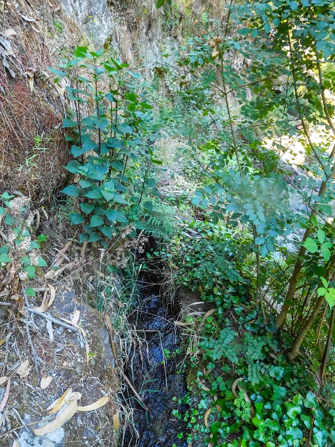 19 August 2017 On the trail of the Levada do Pico do Arvoredo in and around Camacha — Madre area: the Madre and the path from above to the start of the inaccessible tunnel — photo 5