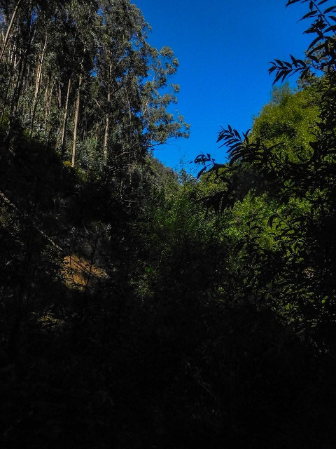 19 August 2017 On the trail of the Levada do Pico do Arvoredo in and around Camacha — Madre area: the Madre and the path from above to the start of the inaccessible tunnel — photo 12