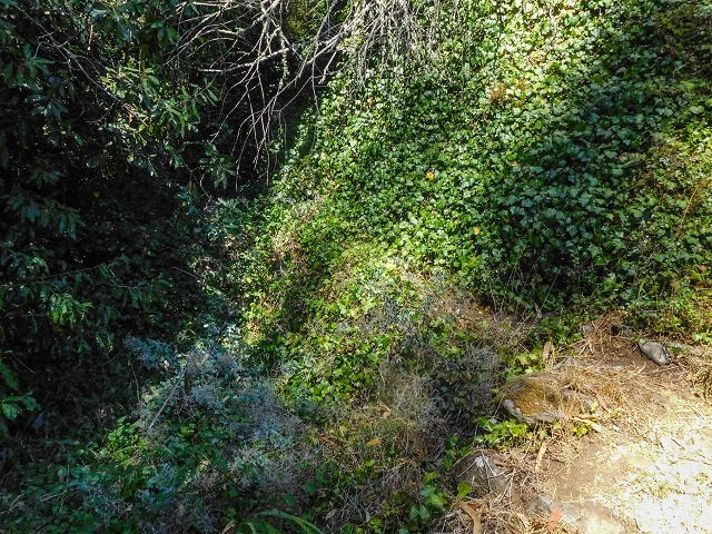 19 August 2017 On the trail of the Levada do Pico do Arvoredo in and around Camacha — Madre area: the path to the Madre — photo 4