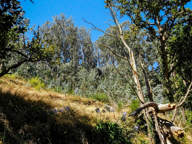 19 August 2017 On the trail of the Levada do Pico do Arvoredo in and around Camacha — Madre area: the Madre and the path from above to the start of the inaccessible tunnel — photo 23