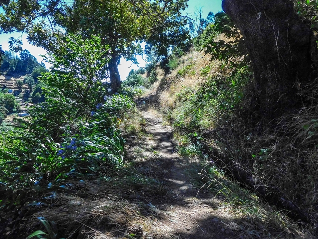 19 August 2017 On the trail of the Levada do Pico do Arvoredo in and around Camacha — Madre area: the Madre and the path from above to the start of the inaccessible tunnel — photo 24