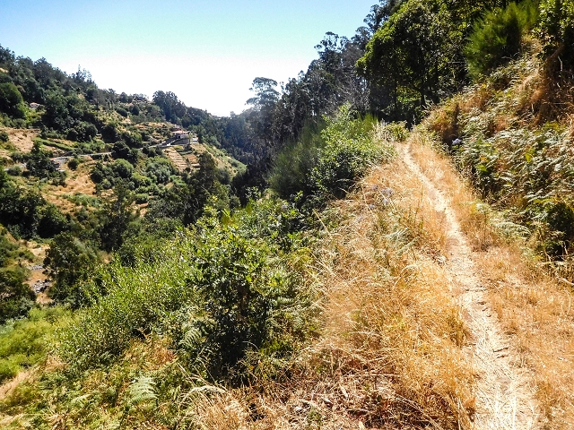 19 August 2017 On the trail of the Levada do Pico do Arvoredo in and around Camacha — Back to the end of the visible section of the Levada do Pico do Arvoredo — photo 2
