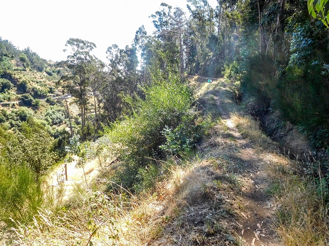 19 August 2017 On the trail of the Levada do Pico do Arvoredo in and around Camacha — Back to the end of the visible section of the Levada do Pico do Arvoredo — photo 3
