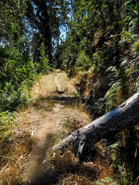 Levada do Pico do Arvoredo — Tief eingeschnittene Levada neben hohem Damm (2017) — Foto 4