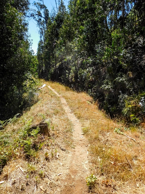 Levada do Pico do Arvoredo — Tief eingeschnittene Levada neben hohem Damm (2017) — Foto 3
