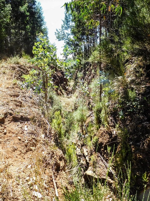 Levada do Pico do Arvoredo — Tief eingeschnittene Levada neben hohem Damm (2017) — Foto 5