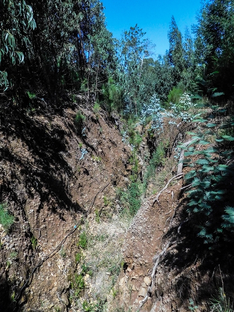 19 August 2017 On the trail of the Levada do Pico do Arvoredo in and around Camacha — Back to the end of the visible section of the Levada do Pico do Arvoredo — photo 10