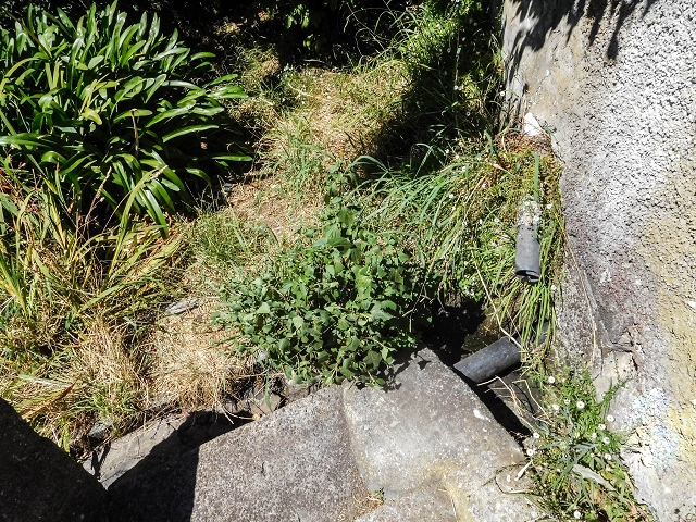 Levada do Pico do Arvoredo — Zum Ende von Abschnitt 1 — Foto 6