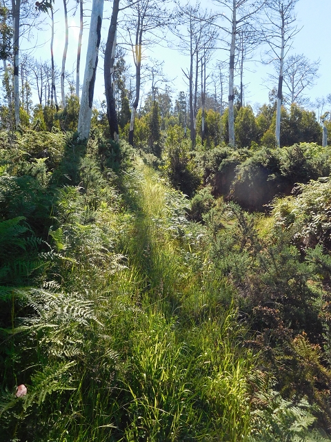 20.06.2016 Levada da Serra da Ponte do Pargo-Levada Nova-Rundtour — Von der Levada Nova entlang der Forstpiste — Foto 10