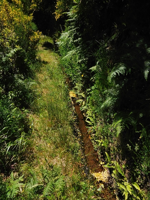 20.06.2016 Levada da Serra da Ponte do Pargo-Levada Nova-Rundtour — Unterer Ast bis zur alten Madre und zurück zur Verzweigung — Foto 1