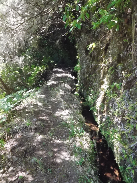 20.06.2016 Levada da Serra da Ponte do Pargo-Levada Nova-Rundtour — Unterer Ast bis zur alten Madre und zurück zur Verzweigung — Foto 2