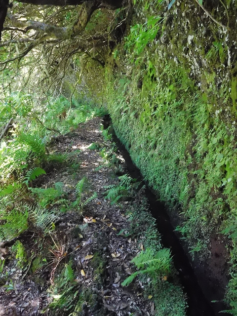 20.06.2016 Levada da Serra da Ponte do Pargo-Levada Nova-Rundtour — Unterer Ast bis zur alten Madre und zurück zur Verzweigung — Foto 3