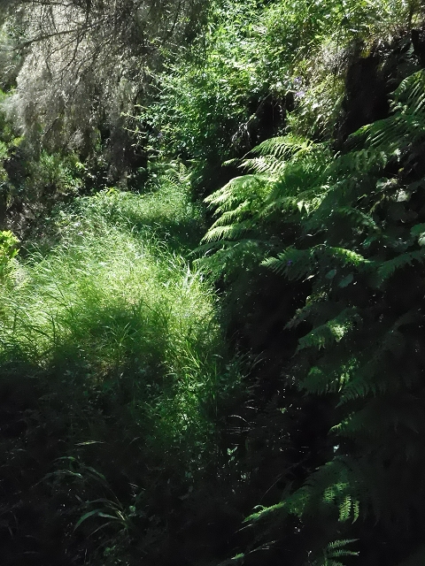 20.06.2016 Levada da Serra da Ponte do Pargo-Levada Nova-Rundtour — Unterer Ast bis zur alten Madre und zurück zur Verzweigung — Foto 4