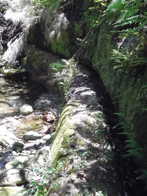 20.06.2016 Levada da Serra da Ponte do Pargo-Levada Nova-Rundtour — Unterer Ast bis zur alten Madre und zurück zur Verzweigung — Foto 5