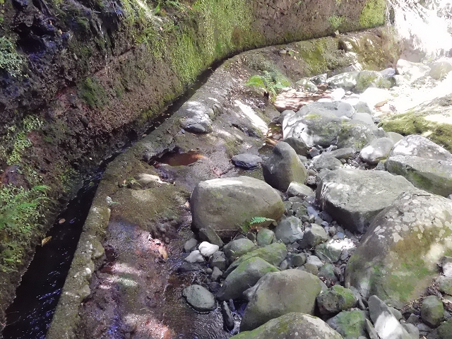 20.06.2016 Levada da Serra da Ponte do Pargo-Levada Nova-Rundtour — Unterer Ast bis zur alten Madre und zurück zur Verzweigung — Foto 10
