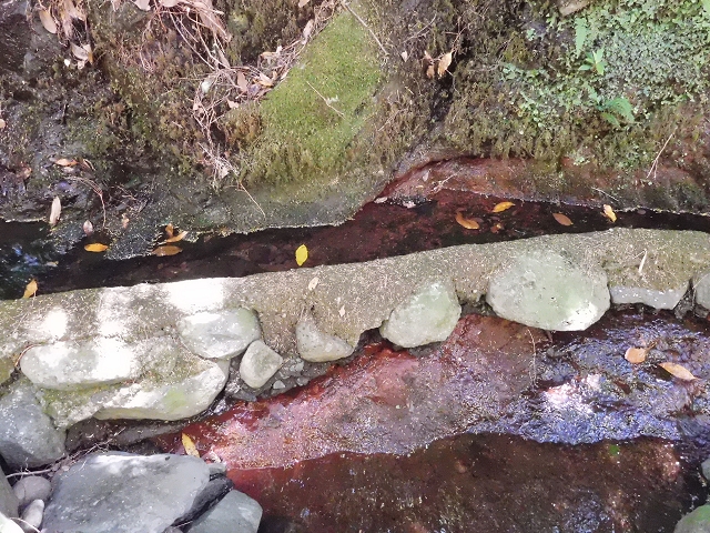20.06.2016 Levada da Serra da Ponte do Pargo-Levada Nova-Rundtour — Unterer Ast bis zur alten Madre und zurück zur Verzweigung — Foto 11