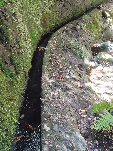 20.06.2016 Levada da Serra da Ponte do Pargo-Levada Nova-Rundtour — Unterer Ast bis zur alten Madre und zurück zur Verzweigung — Foto 12