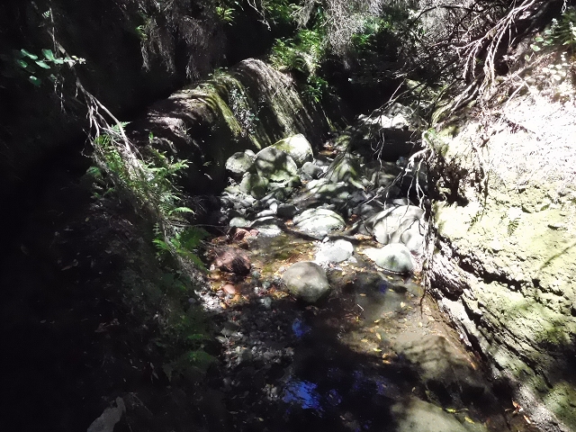 20.06.2016 Levada da Serra da Ponte do Pargo-Levada Nova-Rundtour — Unterer Ast bis zur alten Madre und zurück zur Verzweigung — Foto 17