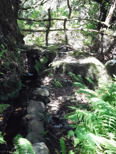 20.06.2016 Levada da Serra da Ponte do Pargo-Levada Nova-Rundtour — Unterer Ast bis zur alten Madre und zurück zur Verzweigung — Foto 19