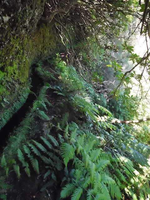 20.06.2016 Levada da Serra da Ponte do Pargo-Levada Nova-Rundtour — Unterer Ast bis zur alten Madre und zurück zur Verzweigung — Foto 21