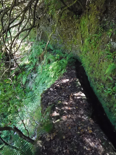 20.06.2016 Levada da Serra da Ponte do Pargo-Levada Nova-Rundtour — Unterer Ast bis zur alten Madre und zurück zur Verzweigung — Foto 23
