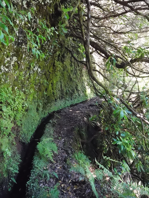 20.06.2016 Levada da Serra da Ponte do Pargo-Levada Nova-Rundtour — Unterer Ast bis zur alten Madre und zurück zur Verzweigung — Foto 24
