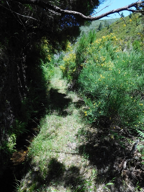 20.06.2016 Levada da Serra da Ponte do Pargo-Levada Nova-Rundtour — Unterer Ast bis zur alten Madre und zurück zur Verzweigung — Foto 25