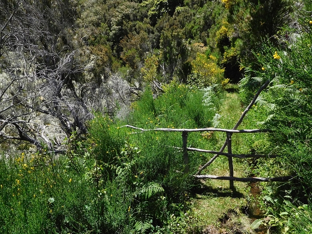 20.06.2016 Levada da Serra da Ponte do Pargo-Levada Nova-Rundtour — Unterer Ast bis zur alten Madre und zurück zur Verzweigung — Foto 26