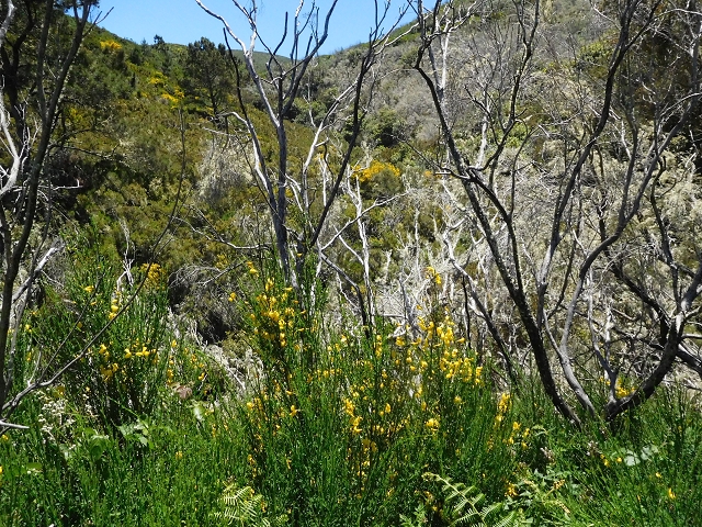 20.06.2016 Levada da Serra da Ponte do Pargo-Levada Nova-Rundtour — Unterer Ast bis zur alten Madre und zurück zur Verzweigung — Foto 27