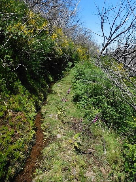 20.06.2016 Levada da Serra da Ponte do Pargo-Levada Nova-Rundtour — Unterer Ast bis zur alten Madre und zurück zur Verzweigung — Foto 28