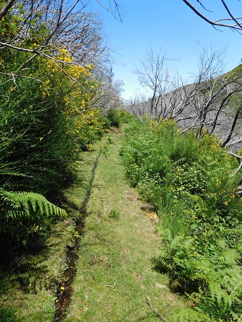 20.06.2016 Levada da Serra da Ponte do Pargo-Levada Nova-Rundtour — Unterer Ast bis zur alten Madre und zurück zur Verzweigung — Foto 29