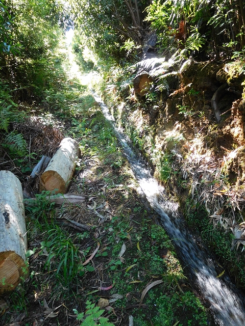 20.06.2016 Levada da Serra da Ponte do Pargo-Levada Nova-Rundtour — Von der Levada Nova entlang der Forstpiste — Foto 13