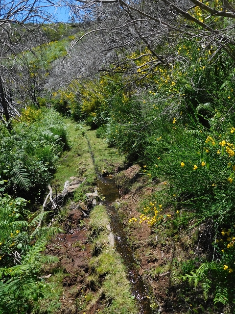20.06.2016 Levada da Serra da Ponte do Pargo-Levada Nova-Rundtour — Unterer Ast bis zur alten Madre und zurück zur Verzweigung — Foto 30