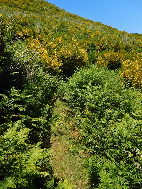 20.06.2016 Levada da Serra da Ponte do Pargo-Levada Nova-Rundtour — Unterer Ast bis zur alten Madre und zurück zur Verzweigung — Foto 31