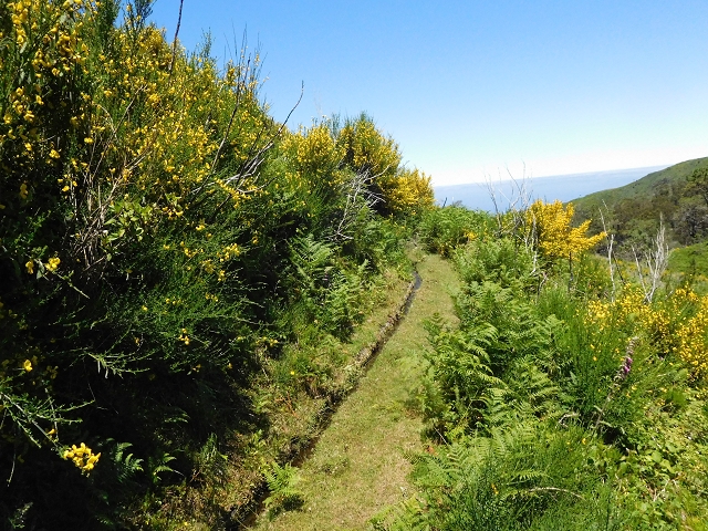 20.06.2016 Levada da Serra da Ponte do Pargo-Levada Nova-Rundtour — Unterer Ast bis zur alten Madre und zurück zur Verzweigung — Foto 32
