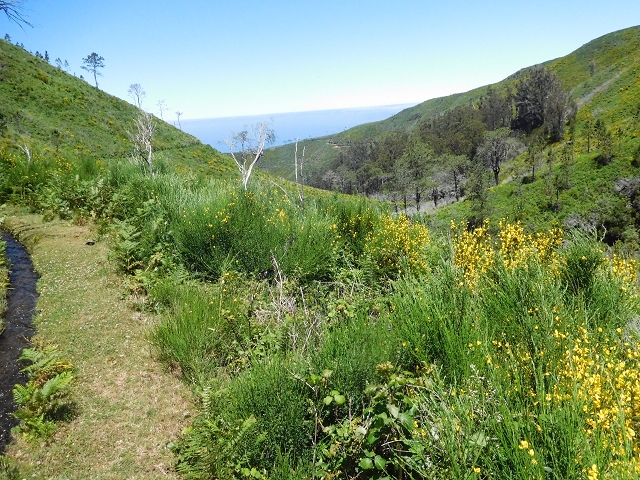 20.06.2016 Levada da Serra da Ponte do Pargo-Levada Nova-Rundtour — Zurück zur Bachpassage — Foto 1
