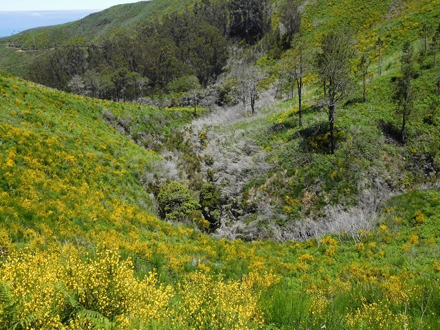 20.06.2016 Levada da Serra da Ponte do Pargo-Levada Nova-Rundtour — Zurück zur Bachpassage — Foto 2