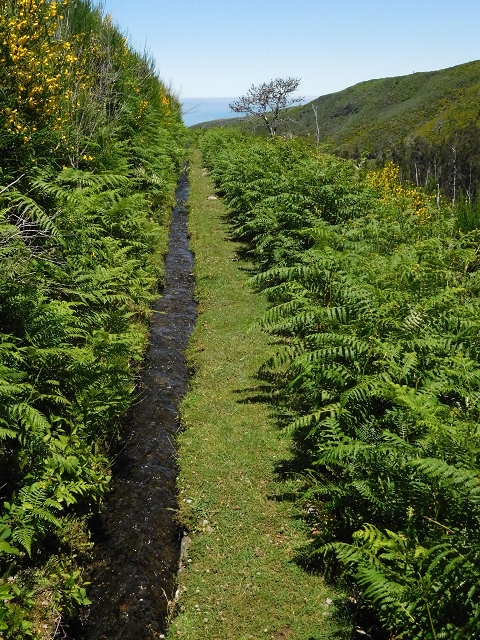 20.06.2016 Levada da Serra da Ponte do Pargo-Levada Nova-Rundtour — Zurück zur Bachpassage — Foto 3