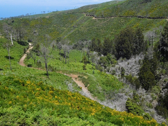 20.06.2016 Levada da Serra da Ponte do Pargo-Levada Nova-Rundtour — Zurück zur Bachpassage — Foto 4