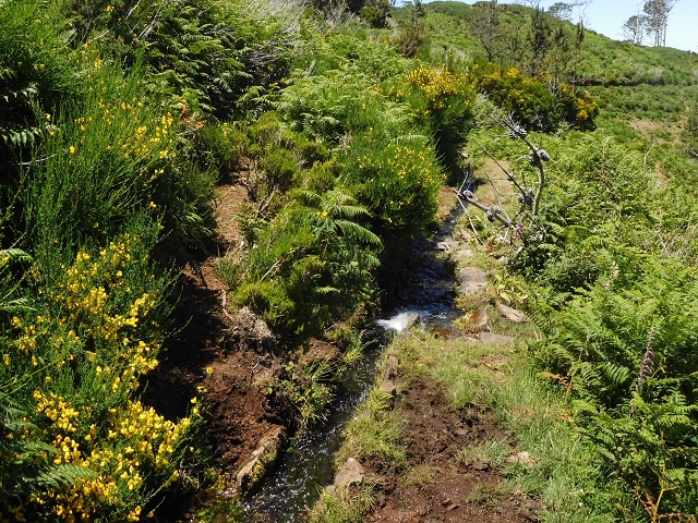 20.06.2016 Levada da Serra da Ponte do Pargo-Levada Nova-Rundtour — Zurück zur Bachpassage — Foto 5