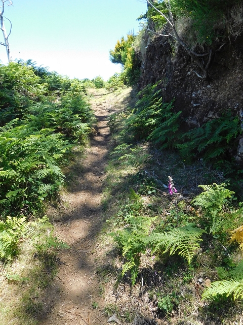 20.06.2016 Levada da Serra da Ponte do Pargo-Levada Nova-Rundtour — Zurück zur Bachpassage — Foto 6